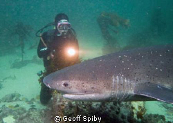 diving with the sevengill sharks (cowsharks) in False Bay... by Geoff Spiby 